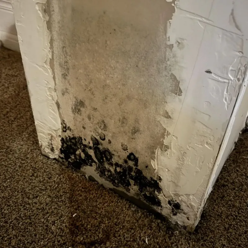 Professional Mold Removal in Marion, KY